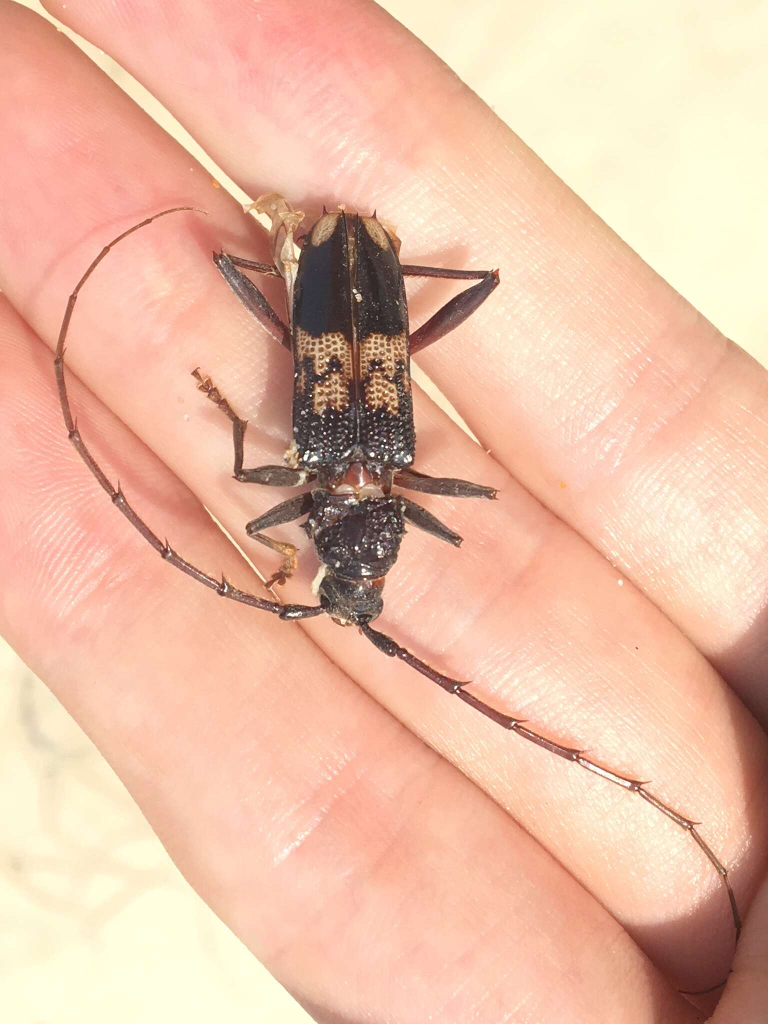 Phoracantha semipunctata (Fabricius 1775) resmi