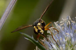 Image of Conops scutellatus Meigen 1804