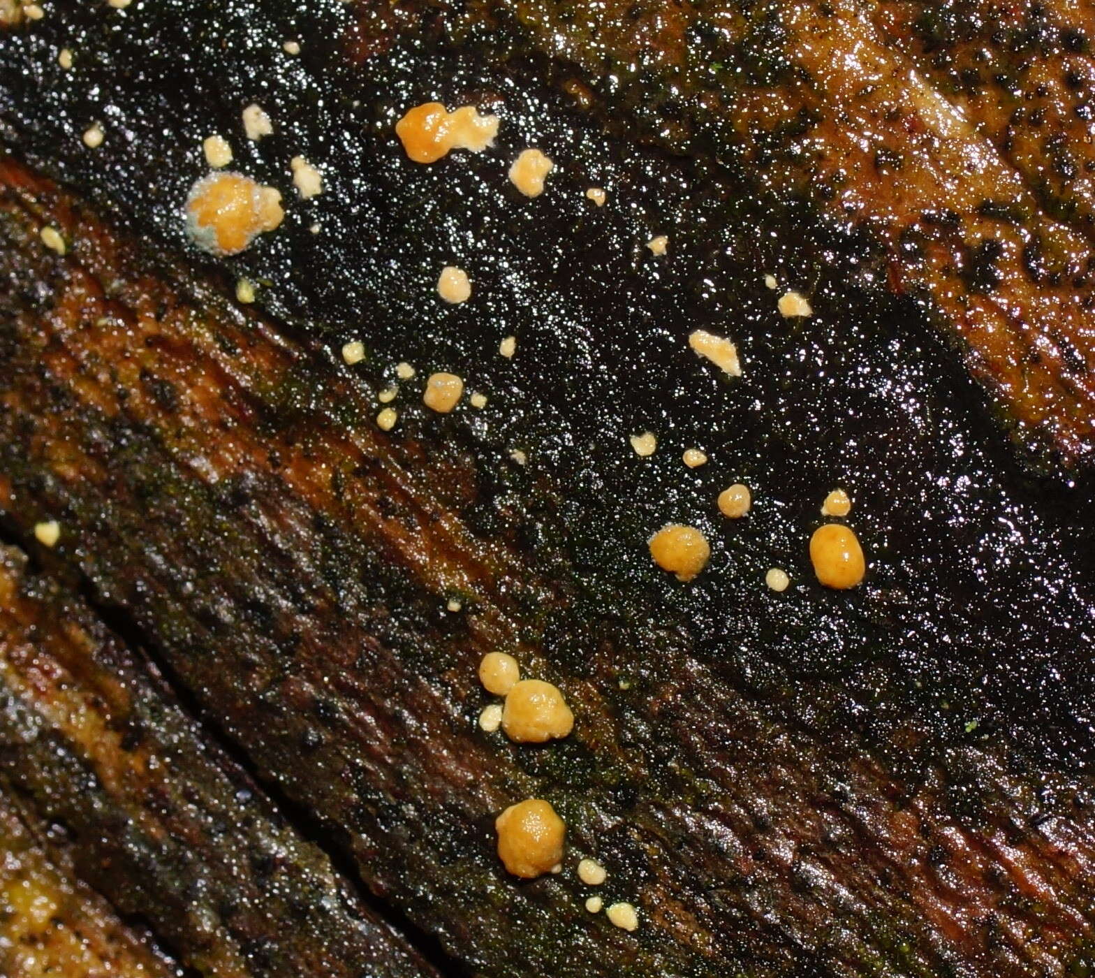 Plancia ëd Trichoderma paraviridescens Jaklitsch, Samuels & Voglmayr 2013