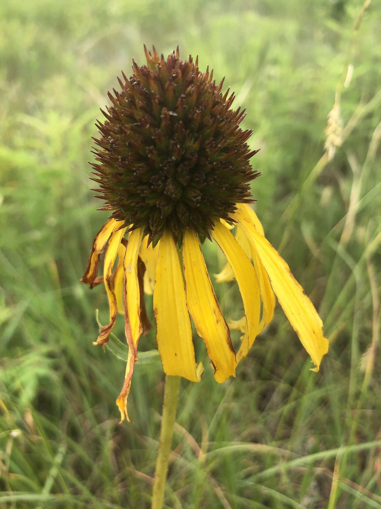 صورة <i>Echinacea <i>paradoxa</i></i> var. paradoxa