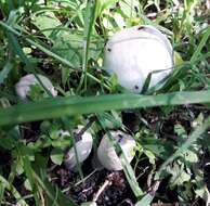 Image of Horse Mushroom