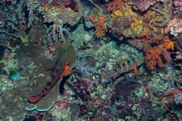 Image of Freckled Rock-cod