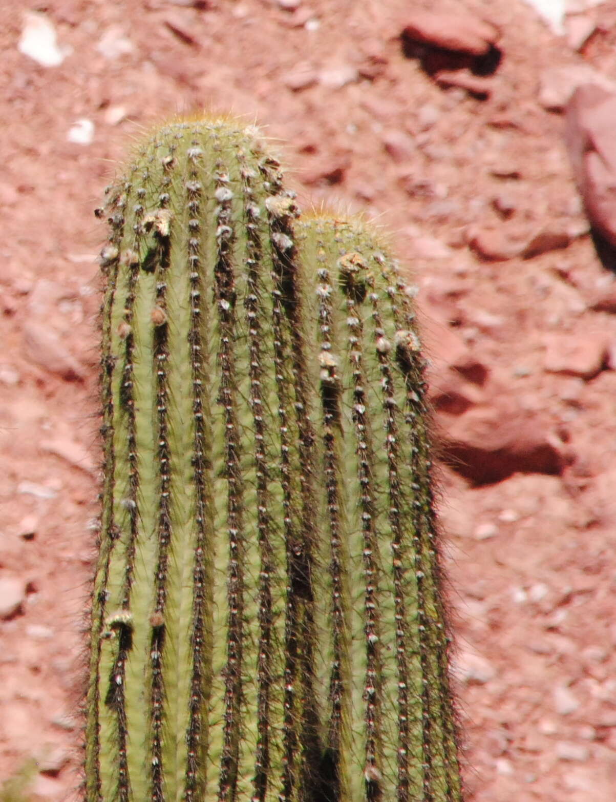 Image de Echinopsis terscheckii (J. Parm. ex Pfeiff.) H. Friedrich & G. D. Rowley