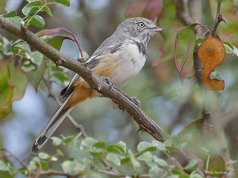 Image of Banded Parisoma