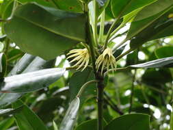 Image of Oriental mangrove
