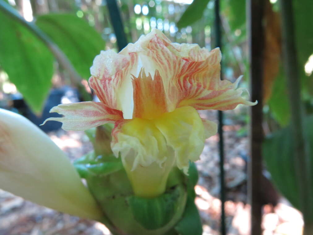 Image of Costus claviger Benoist