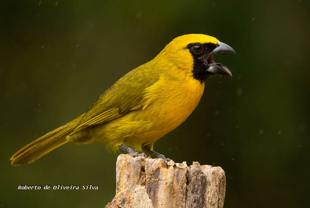 Plancia ëd Caryothraustes canadensis (Linnaeus 1766)