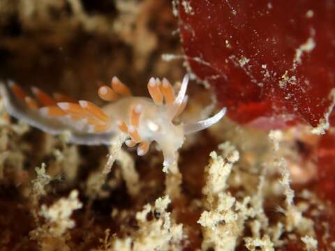 Image of Coryphellina albomarginata (M. C. Miller 1971)