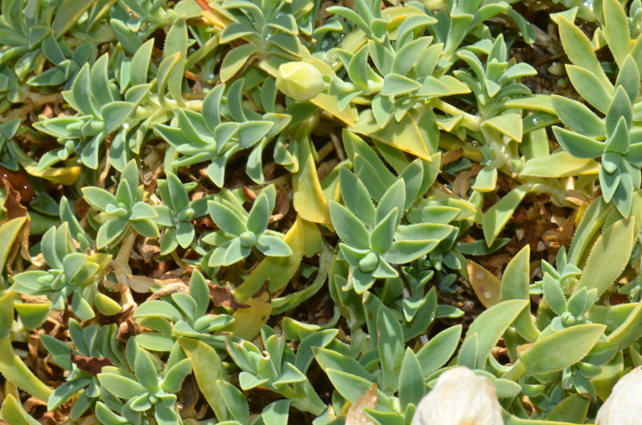 Image of Silene uniflora subsp. uniflora