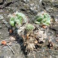 Sivun Echinocereus subinermis subsp. ochoterenae (J. G. Ortega) N. P. Taylor kuva