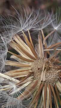 Image of Crepis albida Vill.