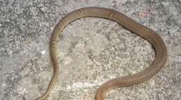 Image of Golden Spitting Cobra