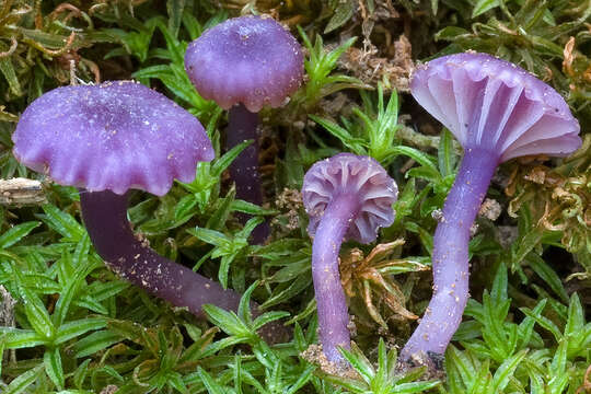 Image of Chromosera viola (J. Geesink & Bas) Vizzini & Ercole 2012