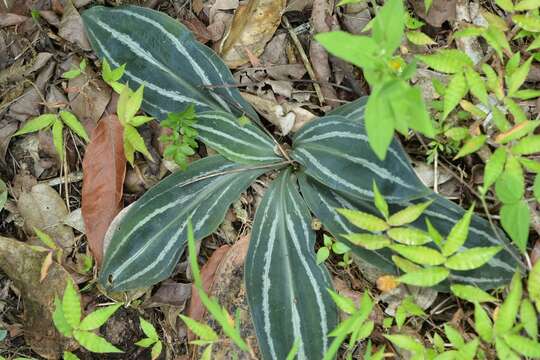 Image of Sarcoglottis sceptrodes (Rchb. fil.) Schltr.