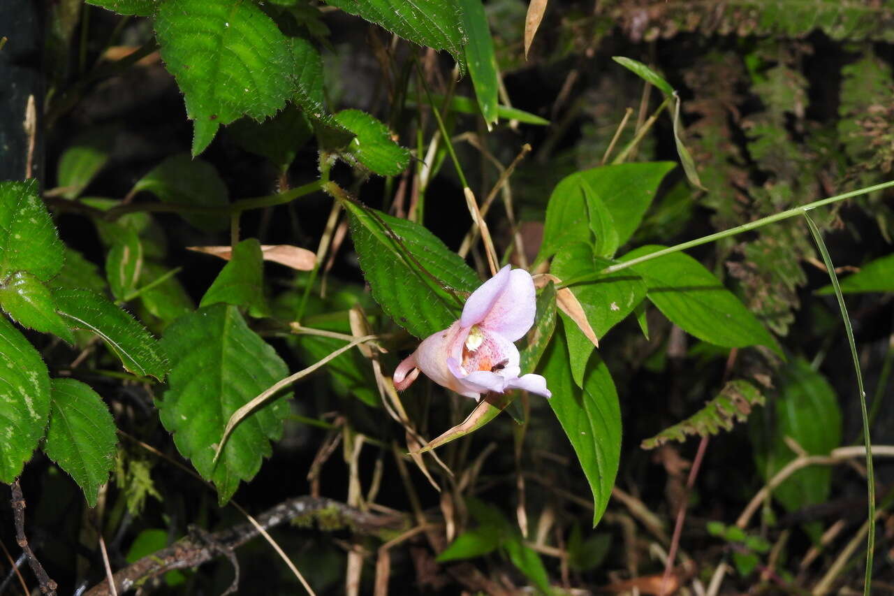 Impatiens uniflora Hayata resmi