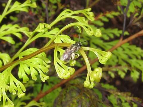 Imagem de Lasioglossum impavidum (Sandhouse 1924)