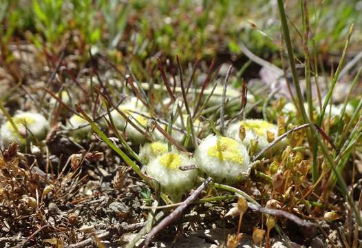 Image of Myriocephalus rhizocephalus (DC.) Benth.