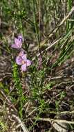 Image of Cyanothamnus coerulescens subsp. coerulescens