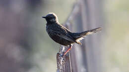 Image of Brown Songlark