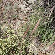 Image of Andropogon distachyos L.