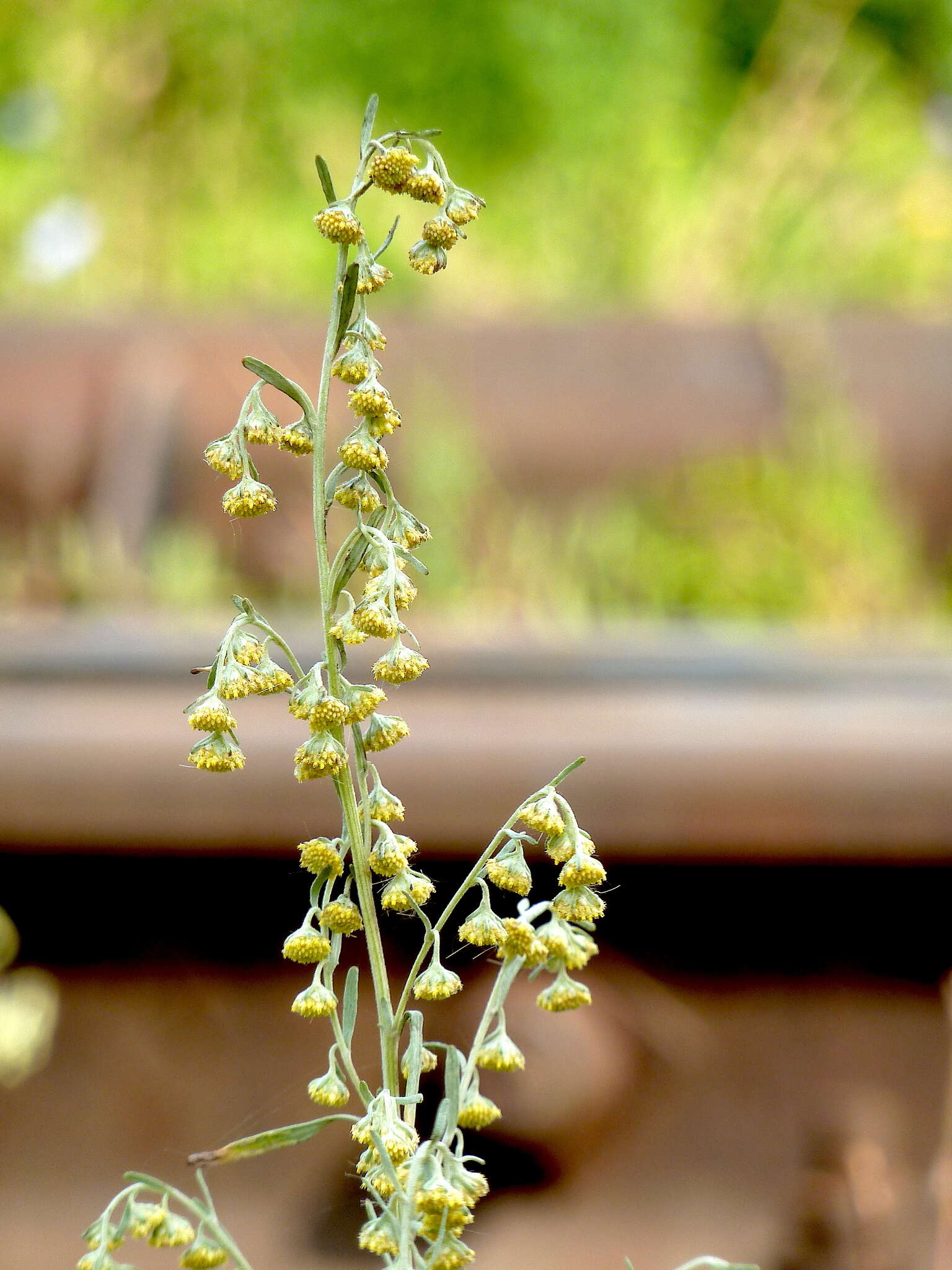 Image de Artemisia sieversiana Ehrh. ex Willd.