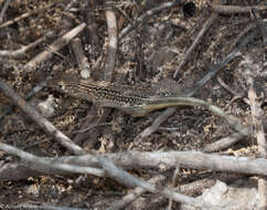 Image of Strauch's Racerunner