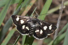 Imagem de Eurrhypis pollinalis