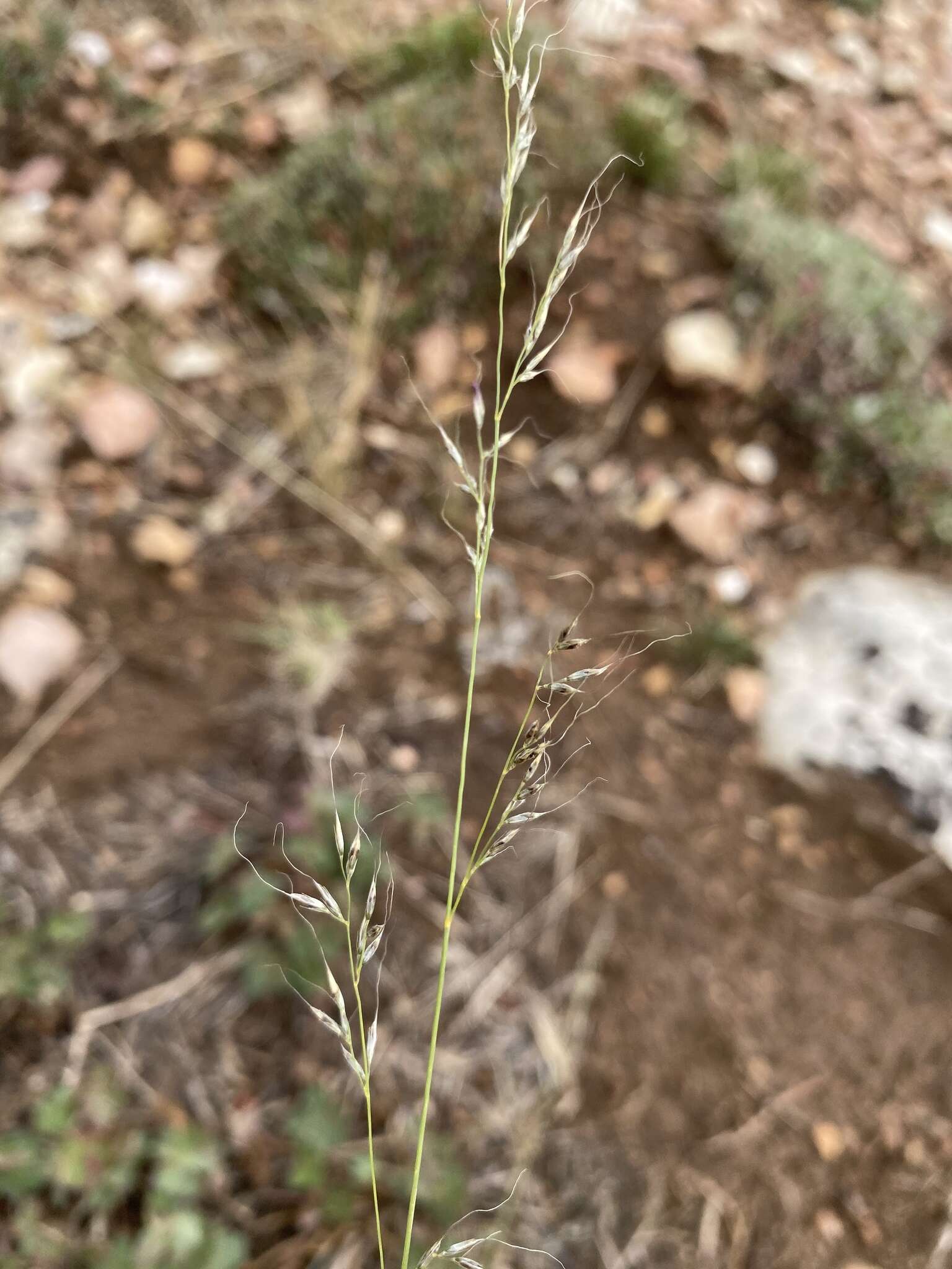 Image of mountain muhly