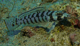 Image of Reticulated sandperch