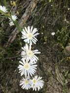 Image of Podolepis gracilis R. Grah.