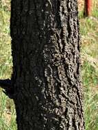 Image of Vachellia gerrardii (Benth.) P. J. H. Hurter