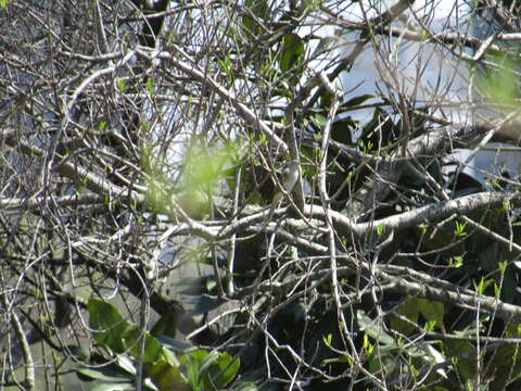 Image of Small-billed Elaenia