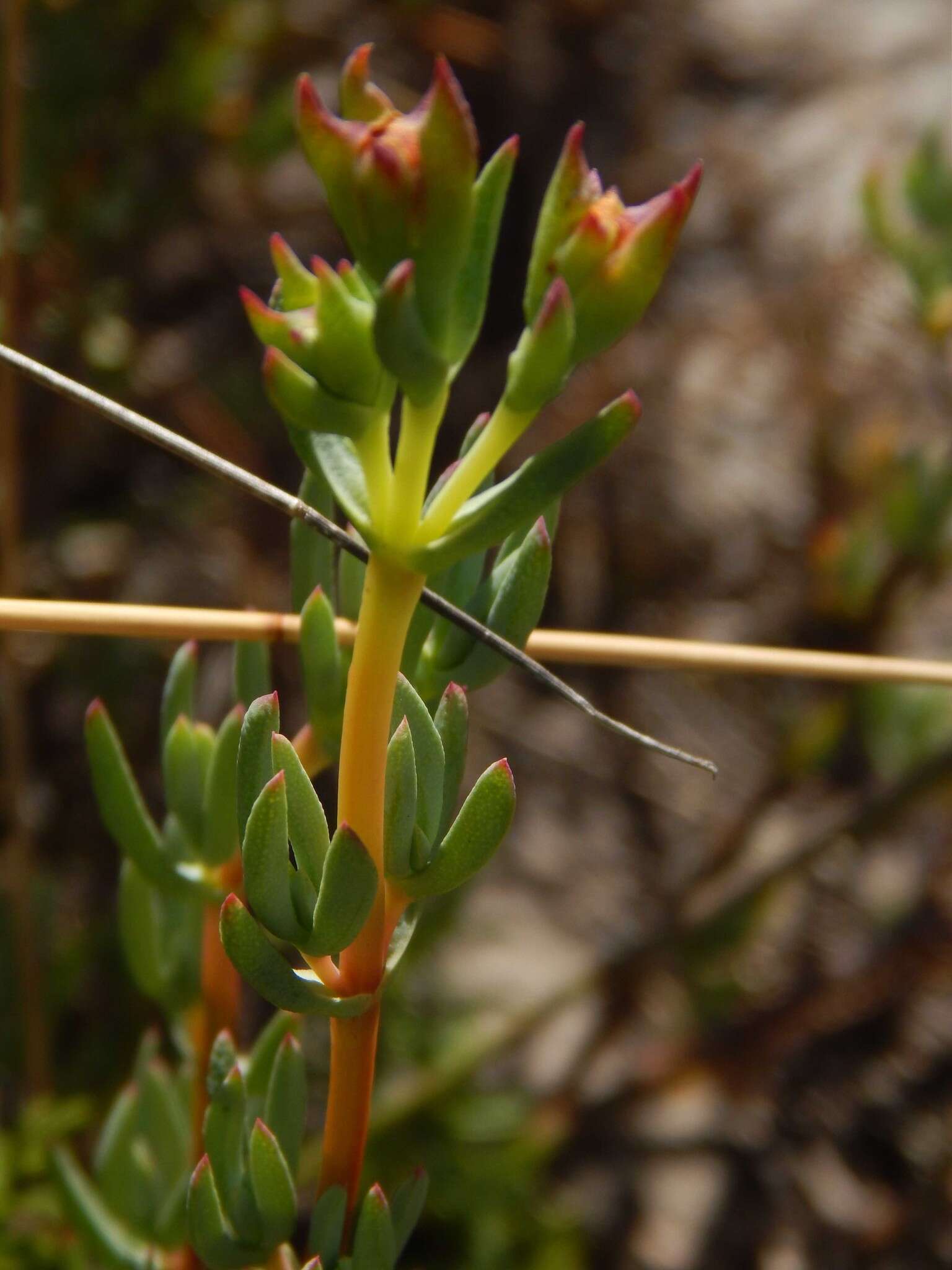 Image of Lampranthus stenopetalus (L. Bol.) N. E. Br.