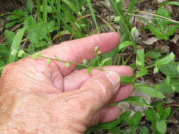 Imagem de Myosotis macrosperma Engelm.