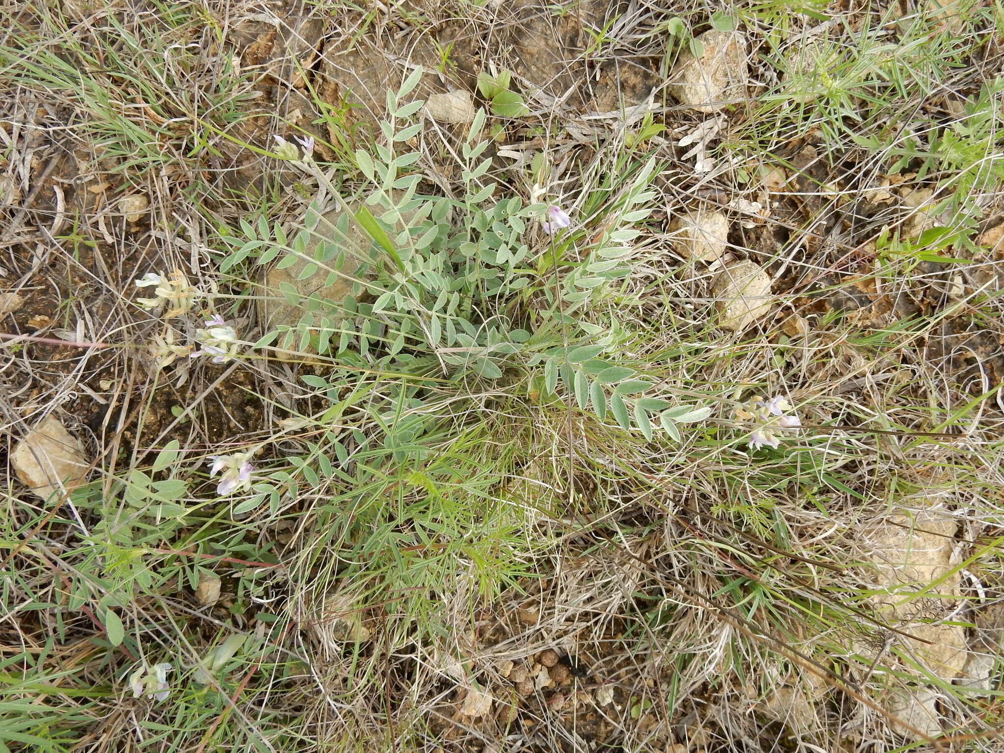 Imagem de Astragalus lotiflorus Hook.