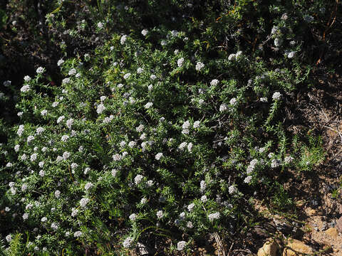 Image of Metalasia divergens subsp. divergens
