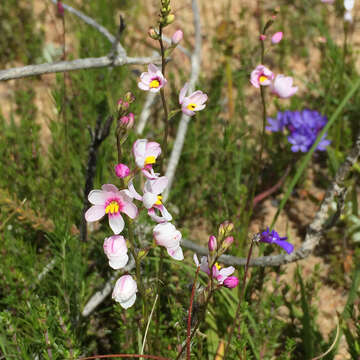 Image of Ixia scillaris subsp. scillaris