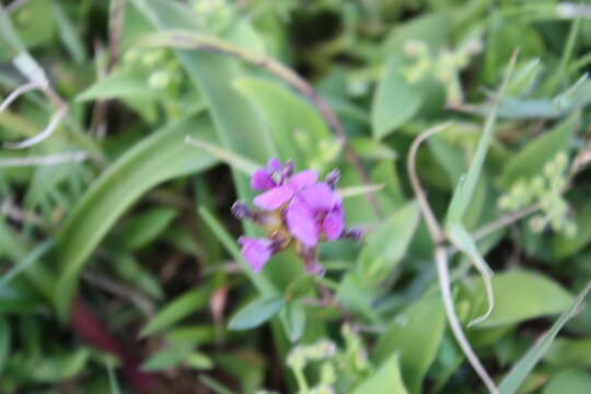 Image of Flemingia nilgheriensis (Baker) T. Cooke