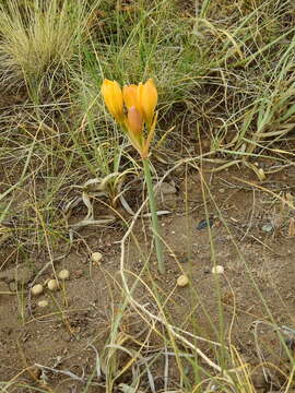 Image of Zephyranthes gilliesiana