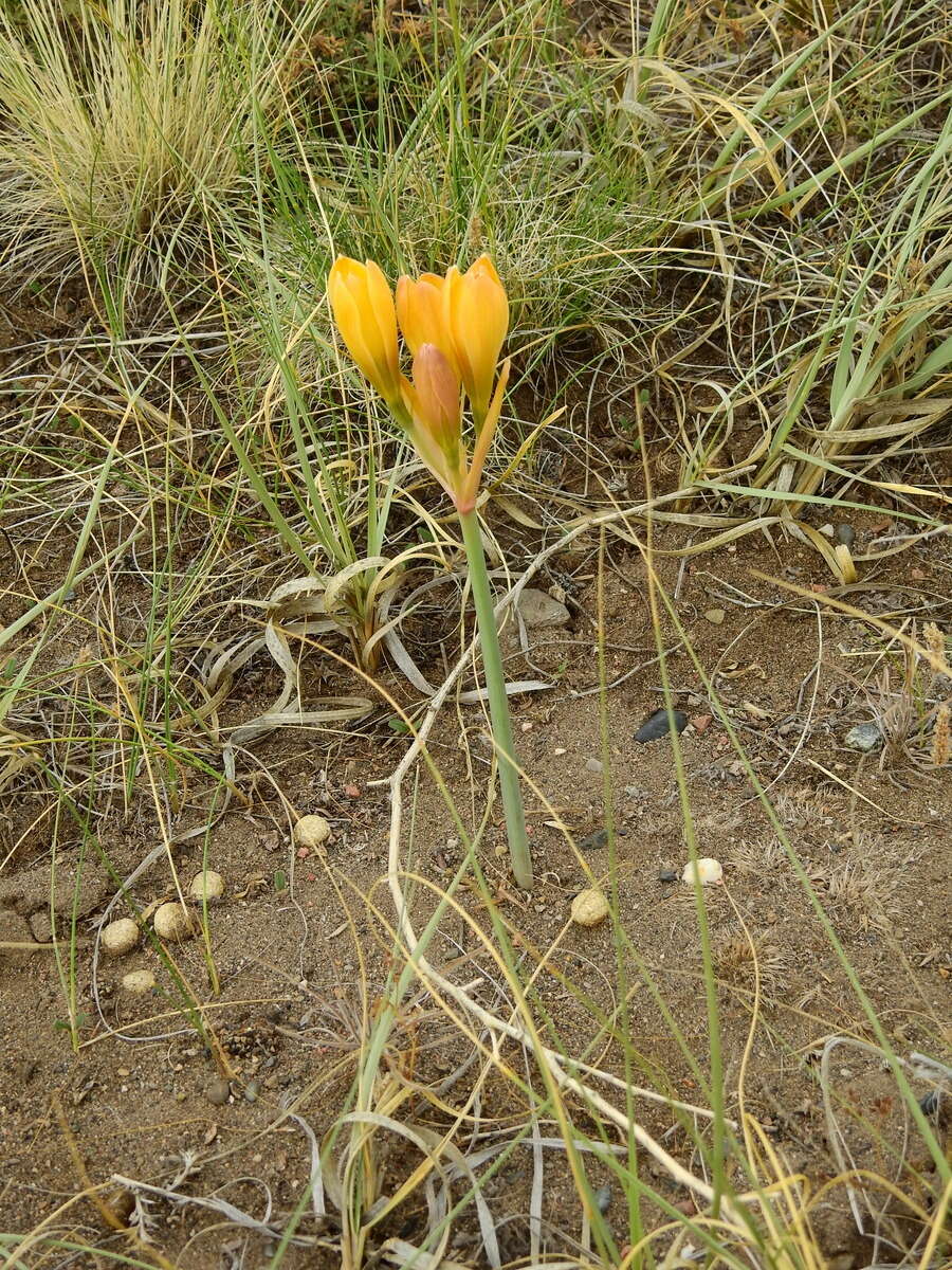 Image of Zephyranthes gilliesiana