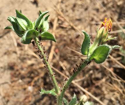 Image of Aphid