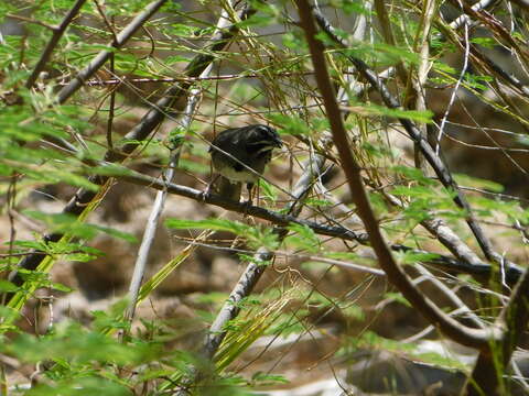 Image of Five-striped Sparrow