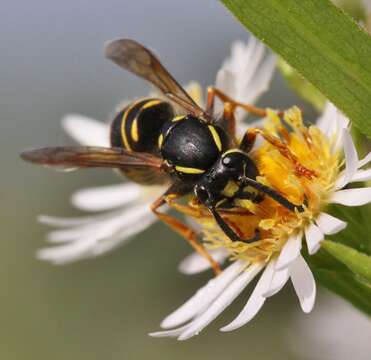 Image of Forest Yellowjacket