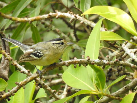 Image of Black-capped Antwren