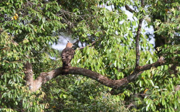 Image of Wallace's Hawk-Eagle