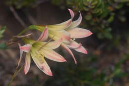Imagem de Zephyranthes montana