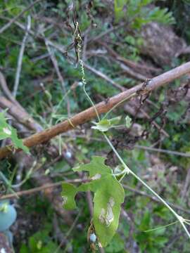 Image of Passiflora gibertii N. E. Brown