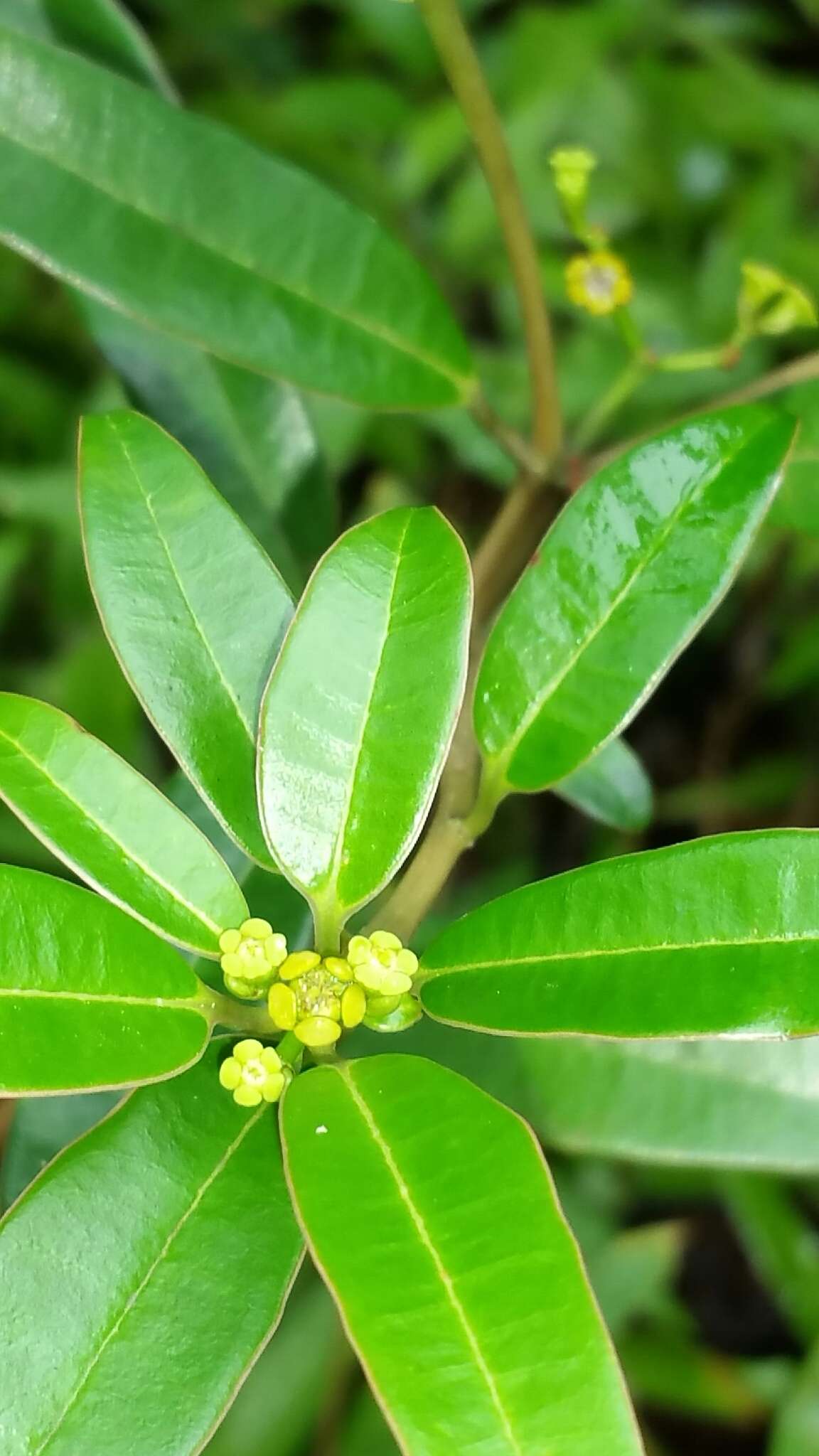 Image of Euphorbia tetraptera Baker