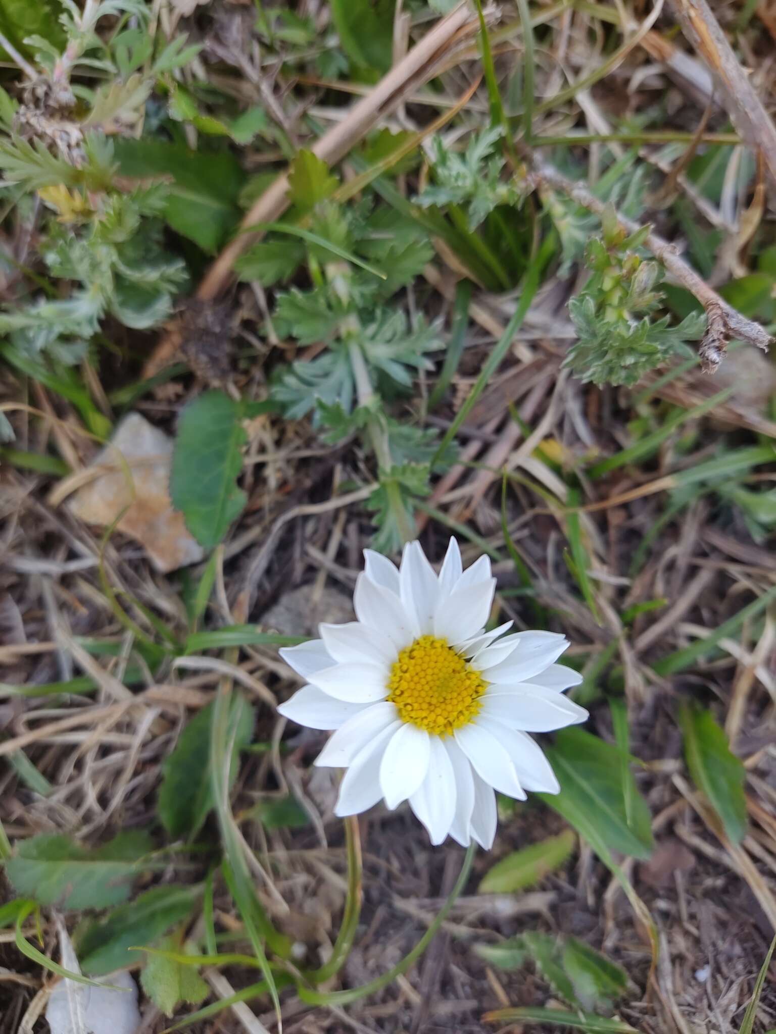 Plancia ëd Phalacrocarpum oppositifolium (Brot.) Willk.