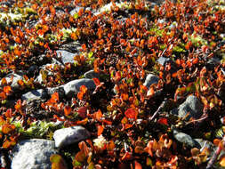 Image of sprawling wirevine